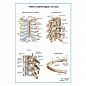 Ребра и связующие суставы плакат глянцевый А1/А2