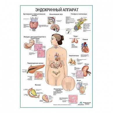Эндокринный аппарат, плакат глянцевый А1/А2