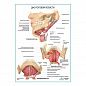 Дно ротовой полости плакат глянцевый А1/А2