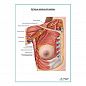 Артерии молочной железы плакат глянцевый А1+/А2+