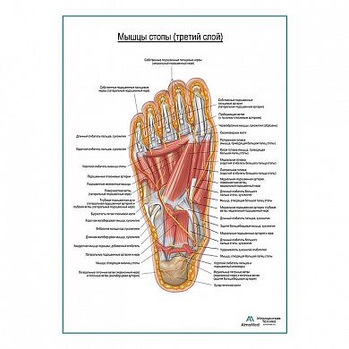 Мышцы подошвенной поверхности стопы (третий слой) плакат глянцевый А1+/А2+