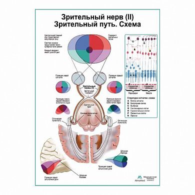 Зрительный нерв (II) Зрительный путь. Схема плакат глянцевый А1+/А2+