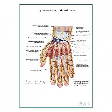 Строение кисти, глубокий слой плакат глянцевый А1+/А2+