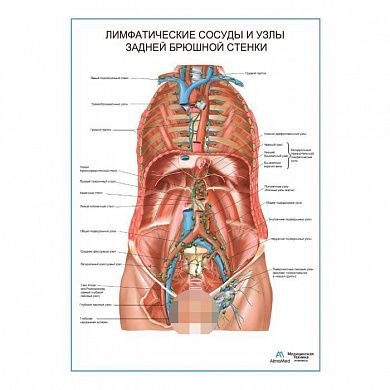 Лимфатические сосуды и узлы задней брюшной стенки плакат глянцевый А1/А2