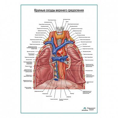 Крупные сосуды средостения плакат глянцевый А1+/А2+