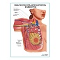 Лимфатическая система молочной железы плакат глянцевый А1/А2