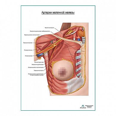 Артерии молочной железы плакат глянцевый А1+/А2+