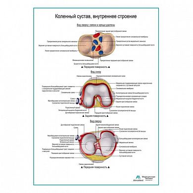 Коленный сустав, внутреннее строение плакат глянцевый А1+/А2+