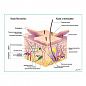 Строение кожи и волос, плакат глянцевый  А1/А2