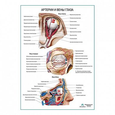 Артерии и вены глаза плакат глянцевый А1/А2