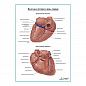 Коронарные артерии и вены сердца плакат глянцевый А1+/А2+