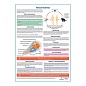 Токсоплазмоз медицинский плакат А1/A2