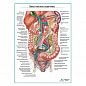 Вены толстого кишечника плакат глянцевый А1+/А2+