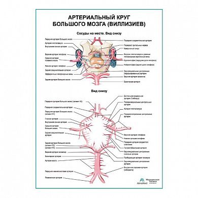 Артериальный круг большого мозга (Виллизиев) плакат глянцевый А1+/А2+