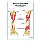 Мыщцы-вращатели лучевой кости плакат глянцевый А1+/А2+