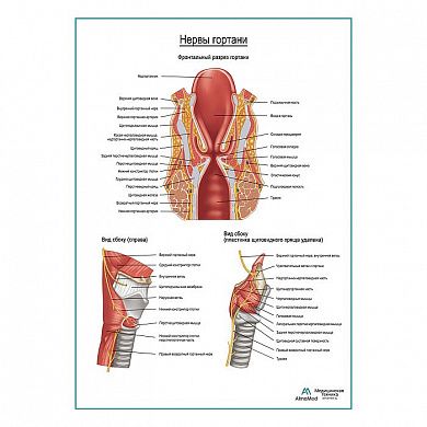 Нервы гортани плакат глянцевый А1+/А2+