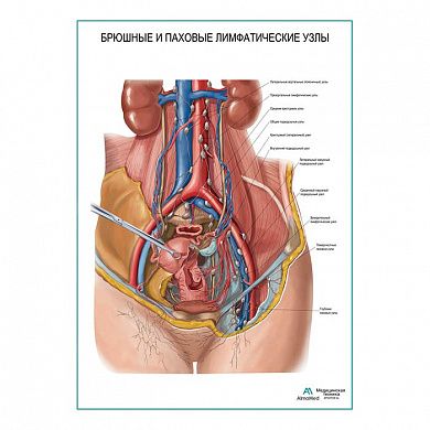 Брюшные и паховые лимфатические узлы плакат глянцевый А1/А2
