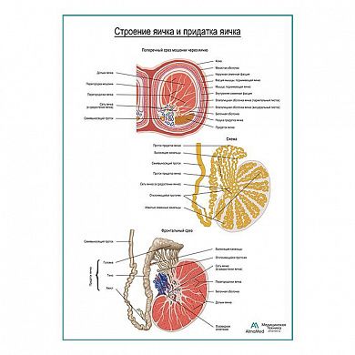 Строение яичка и придатка яичка плакат глянцевый А1+/А2+