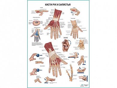 Кисти рук и запястья, плакат глянцевый А1/А2