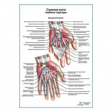 Строение кисти, ладонный разрез плакат глянцевый А1+/А2+