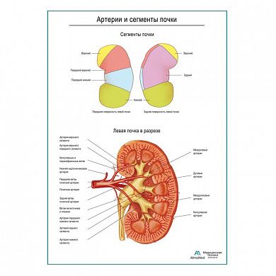 Артерии почки и сегменты плакат глянцевый А1+/А2+