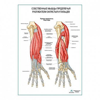 Разгибатели запястья и пальцев плакат глянцевый А1/А2