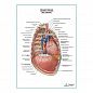 Средостение. Правый боковой вид плакат глянцевый А1+/А2+