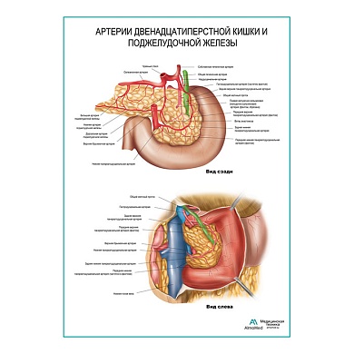 Артерии поджелудочной железы и двенадцатиперстной кишки плакат глянцевый  А1/А2