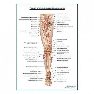 Артерии нижней конечности плакат глянцевый А1+/А2+