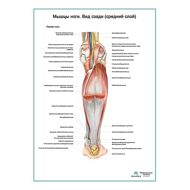 Мышцы ноги. Вид сзади средний слой плакат глянцевый А1/А2