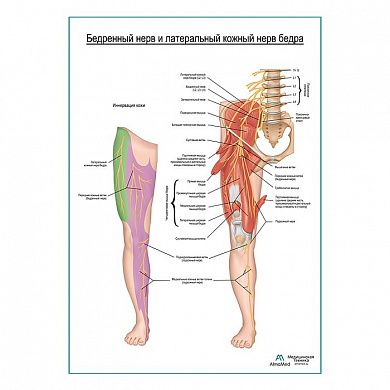 Бедренный нерв и боковой кожный нерв бедра плакат глянцевый А1+/А2+