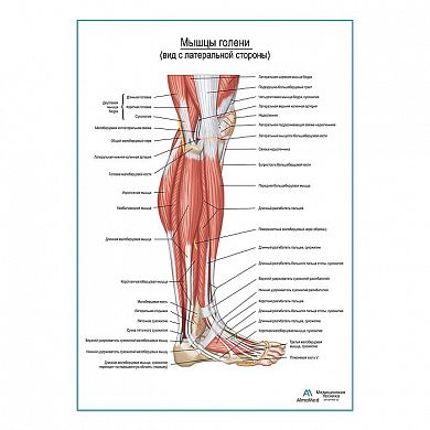 Мышцы голени и стопы, вид сбоку плакат глянцевый А1+/А2+