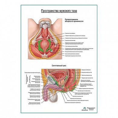 Пространства мужского таза плакат глянцевый А1+/А2+