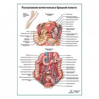 Расположение мочеточников в брюшной полости плакат глянцевый А1+/А2+