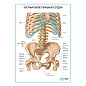 Костный скелет брюшного отдела плакат глянцевый А1/А2