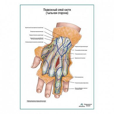 Подкожный слой кисти плакат глянцевый А1+/А2+