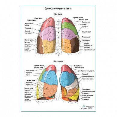 Бронхолегочные сегменты плакат глянцевый А1+/А2+