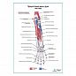 Прикрепление мышц руки. Вид сзади плакат глянцевый А1+/А2+