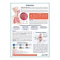 Пневмония медицинский плакат А1/A2